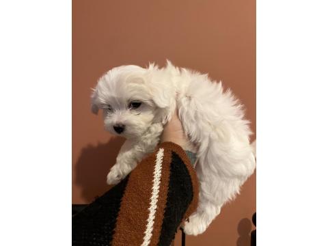 Karbeyaz Maltese Terrier Bebekler