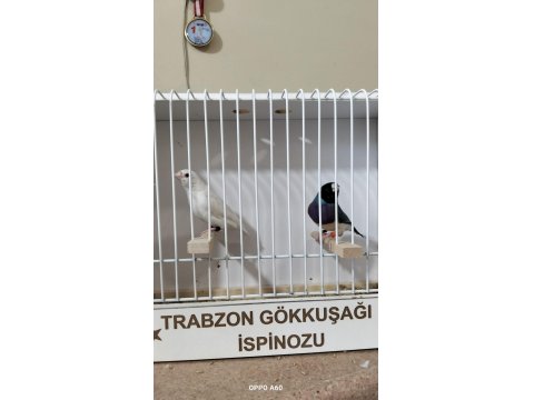 Gökkuşağı İspinozu (Gouldian Finch)