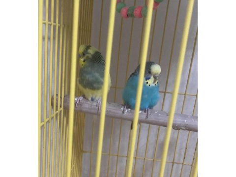 Genç Çift Uysal Kuşlarımız