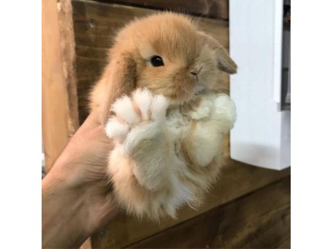 Mini Lop Tavşan Sütten Kesilmiş