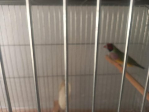 Anaç Damızlık Özel Renk İspinoz