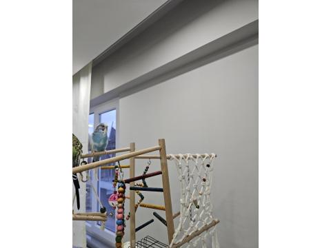 1.5 Aylık Muhabbet Kuşumu Sahiplendiriyorum