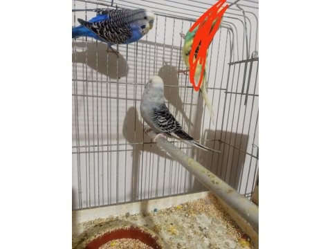 1 Çift 4 Yavru 1 Erkek Muhabbet Kuşlar