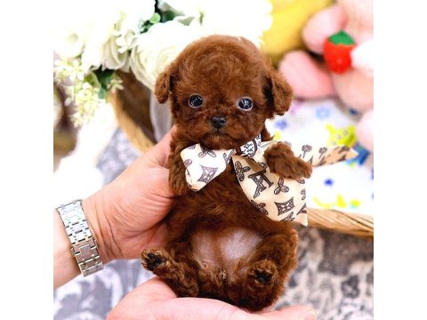 Safkan Toy Poodle Bebeklerimiz İçin Ulaşın