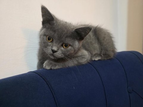 2.5 Aylık British Dişi Kedimiz