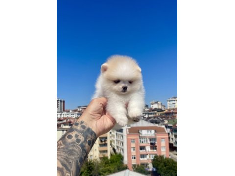 Ayı Surat Pomeranian Boo Köpekler