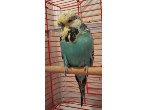 Show Jumbo Erkek Muhabbet Kuşu