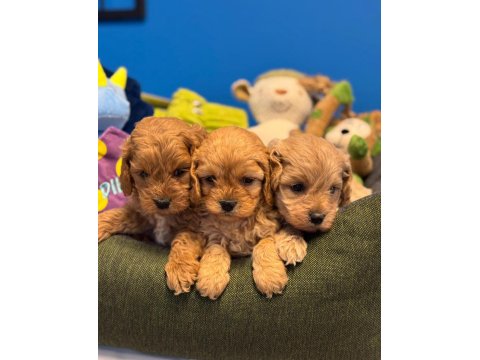 Irk Garantili Red Maltipoo Yavrularımız
