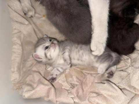 British Shorthair Bebek Kediler