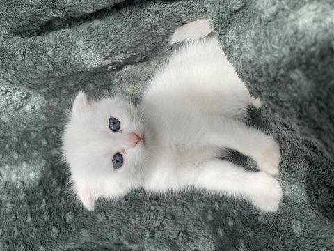 Maviş Yavru 35 Günlük Erkek Kedimiz Kar Tapu