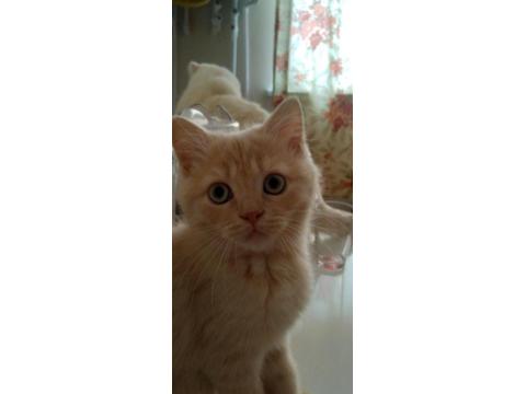 Karabük İçi 4 Aylık Yavru Erkek British Shorthair