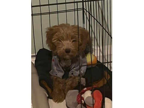 Acil Maltipoo Yavru Aşılı Cipli Tuvalet Eğitimi Var