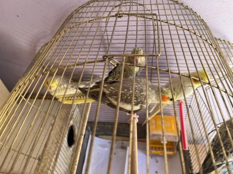 1,5 Aylık Yavru Sultan Papağanları