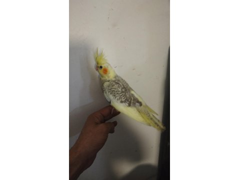 45 Günlük Sultan Papağanı