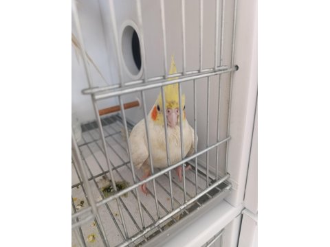 Evcil Yavru Sultan Papağanı