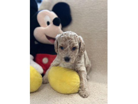 Toy Poodle Yavrusu Köpekler