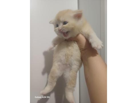 Altın Top Güzel British Shorthair Oğlan