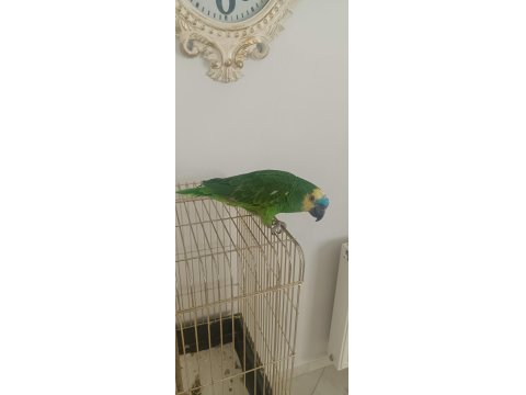 1 Yaşında Blue Front Amazon Papağanı Konuşmada Sınırları Zorlar
