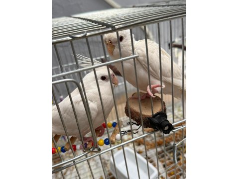 En Büyüğü 4 Aylık 2 Çift Sultan Papağanları