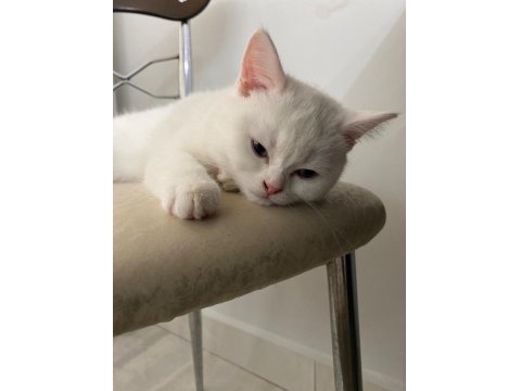 Güzeller Güzeli British Shorthair