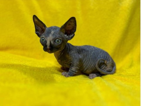 Yurtdışından Özel İstek Üzerine Sfenks