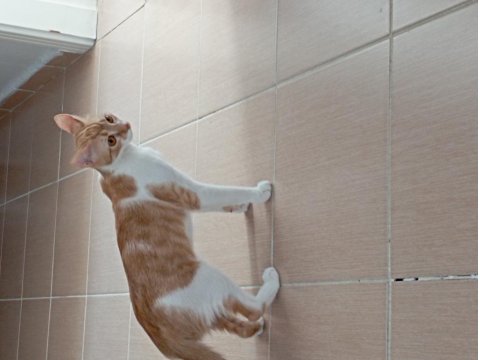 Ücretsiz Sahiplendirme Kedimiz