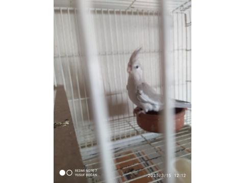 8 Adet Yavru Yeme Düşmüş Yavru Sultan Papağanı