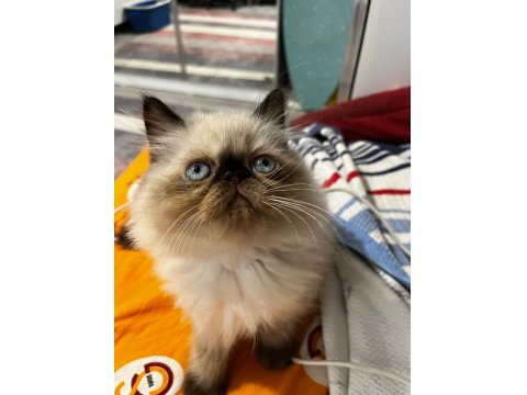 İran Kedisi Yavrularımız Yeni Yuvalarını Arıyor