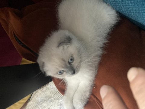 Sahiplendirme Maviş Gözlü Scottish Fold