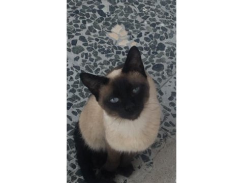 2 Yaşında Siyam Kedisi Oğlumuza Yeni Ev Arıyoruz