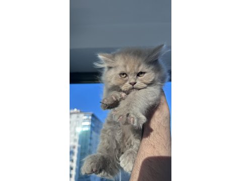 2 Tane Çok Güzel British Kediler Sahiplerini Bekliyor