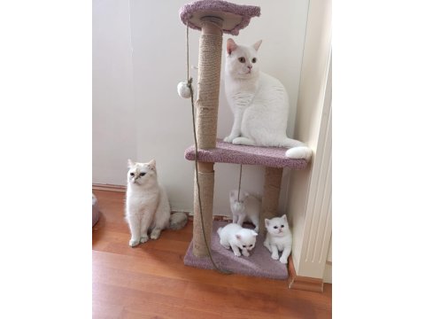 British Shorthair Kardeşler Yuva Arıyor