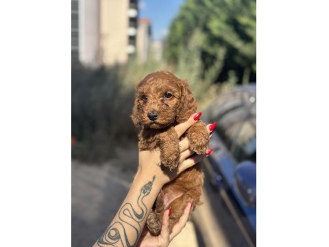 Toy Poodle Yavrularımız Yuvalarını Arıyor