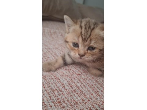 Kırçıllı Dişi British Shorthair Yavru