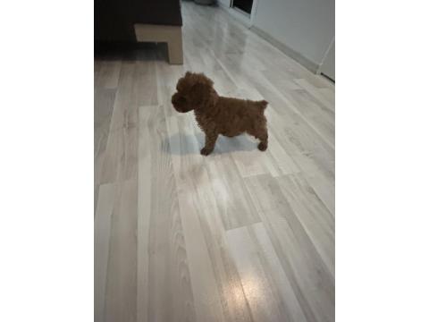 Tea Cup Toy Poodle