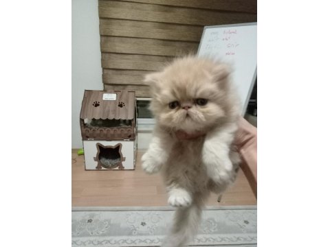 Safkan Şecereli İran Kedisi Bebekler