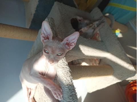 Kanada Sfenks Yavrular Uygun Verilecektir