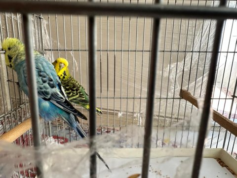 Jumbo Muhabbet Kuşu