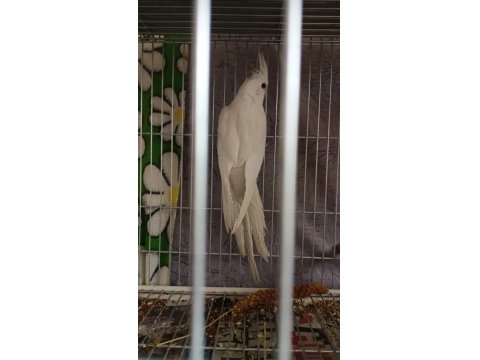 Yavru Sultan Papağanı