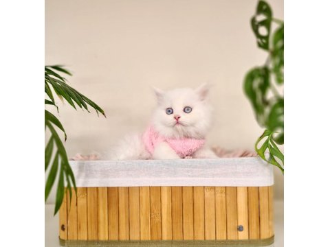 Erkek British Longhair Oyun Hamuru