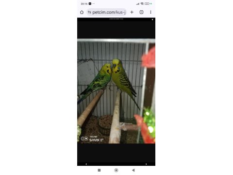 Jumbo Muhabbet Kuşu Çift