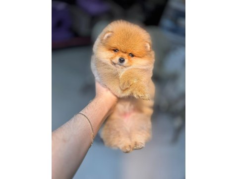 Pomeranian Boo 0 Numara Yavrular