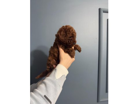 Toy Poodle Yavru Dişi