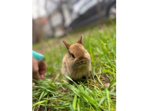 Safkan Cüce Tavşanlar Her İle Gönderim
