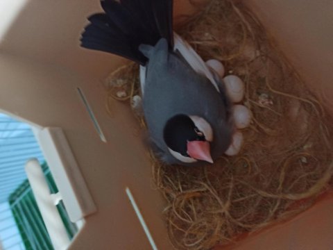 Java Takım Bülbüller