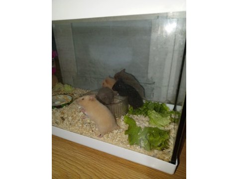 4 Haftalık Evcil Suriye Hamsterları Yeni Yuvalarını Bekliyor