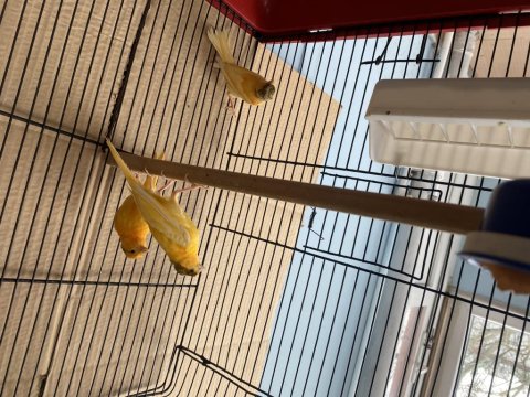 Genç 2025 Doğumlu Yavru Kanaryalar