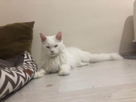 Maine Coon 2 Yaşında Güzellik