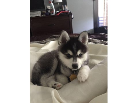 Maviş Sibirya Kurtları Sağlık Ve Irk Garantili