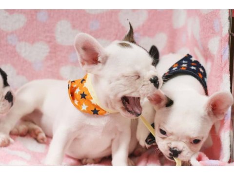 French Bulldog Yavrularımız